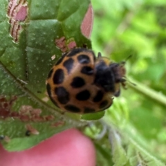 Harmonia conformis at Kangaroo Valley, NSW - suppressed