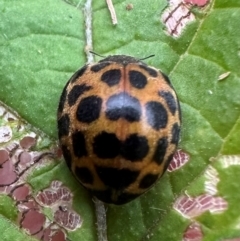 Harmonia conformis at Kangaroo Valley, NSW - 30 Jan 2024