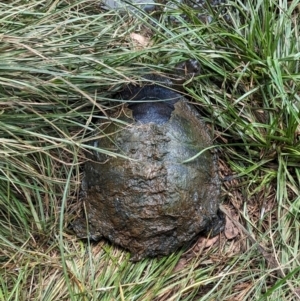 Chelodina longicollis at Watson Green Space - 30 Jan 2024 12:11 PM