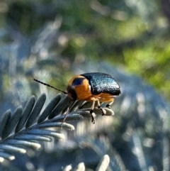 Aporocera (Aporocera) consors (A leaf beetle) at Mount Ainslie - 30 Jan 2024 by Pirom