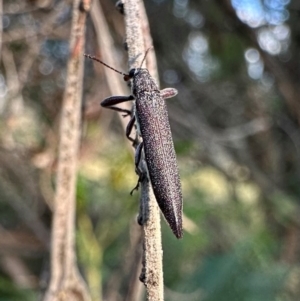 Rhinotia phoenicoptera at Mount Ainslie - 30 Jan 2024