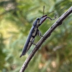 Rhinotia phoenicoptera at Mount Ainslie - 30 Jan 2024