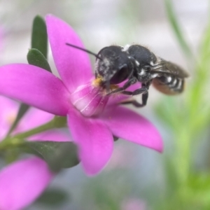 Megachile ferox at Yarralumla, ACT - 30 Jan 2024