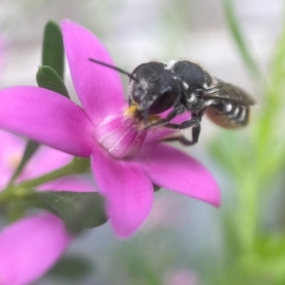 Megachile ferox (Resin bee) at Yarralumla, ACT - 30 Jan 2024 by PeterA