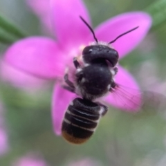 Megachile ferox at Yarralumla, ACT - 30 Jan 2024