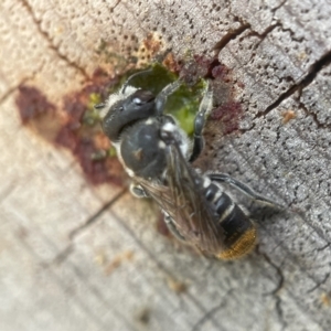 Megachile ferox at Yarralumla, ACT - 30 Jan 2024