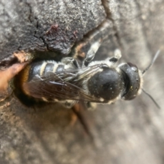 Megachile ferox at Yarralumla, ACT - 30 Jan 2024
