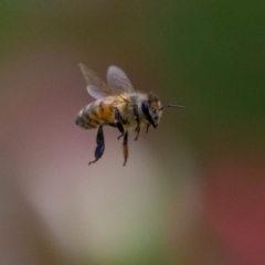 Apis mellifera (European honey bee) at Aranda, ACT - 30 Jan 2024 by MarkT
