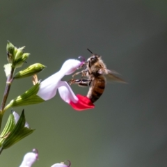 Apis mellifera at Aranda, ACT - 30 Jan 2024