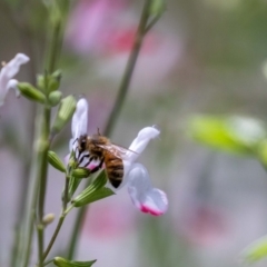 Apis mellifera at Aranda, ACT - 30 Jan 2024