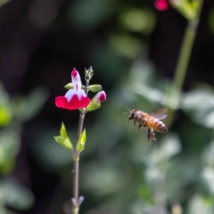 Apis mellifera at Aranda, ACT - 30 Jan 2024