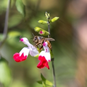 Apis mellifera at Aranda, ACT - 30 Jan 2024