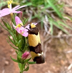 Chrysonoma fascialis at Mount Ainslie - 20 Jan 2024