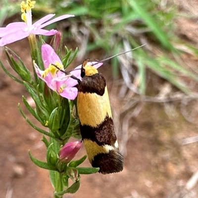 Chrysonoma fascialis (A concealer moth) at Campbell Park Woodland - 20 Jan 2024 by Pirom