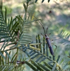 Rayieria acaciae (Acacia-spotting bug) at Ainslie, ACT - 27 Jan 2024 by Pirom