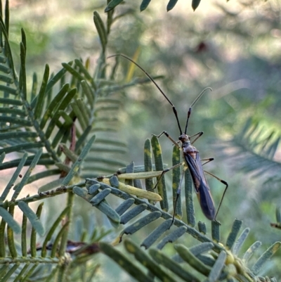 Rayieria acaciae (Acacia-spotting bug) at Ainslie, ACT - 27 Jan 2024 by Pirom