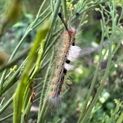 Orgyia anartoides (Painted Apple Moth) at Mount Ainslie - 27 Jan 2024 by Pirom