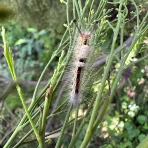 Orgyia anartoides at Mount Ainslie - 27 Jan 2024