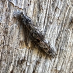 Leptozestis sp nr harmosta at Mount Ainslie - 27 Jan 2024 by Pirom