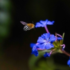 Amegilla (Zonamegilla) asserta (Blue Banded Bee) at Aranda, ACT - 30 Jan 2024 by MarkT