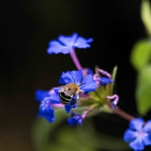 Amegilla (Zonamegilla) asserta at Aranda, ACT - suppressed