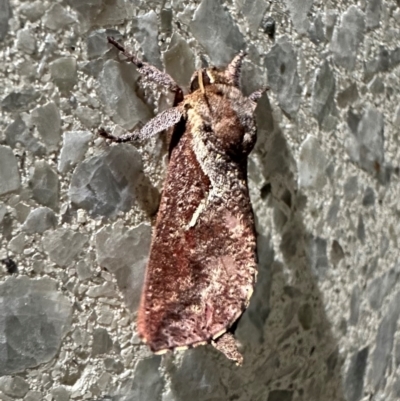 Elhamma australasiae (A Swift or Ghost moth (Hepialidae)) at Reid, ACT - 28 Jan 2024 by Pirom