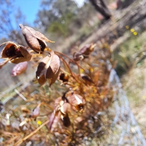 Cheiranthera linearis at Justice Robert Hope Reserve (JRH) - 27 Jan 2024