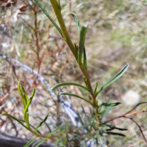 Cheiranthera linearis at Justice Robert Hope Reserve (JRH) - 27 Jan 2024