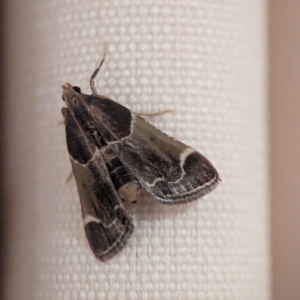 Pyralis farinalis at Holder, ACT - 30 Jan 2024