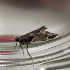 Pyralis farinalis at Holder, ACT - 30 Jan 2024 09:41 PM