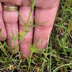 Haloragis heterophylla (Variable Raspwort) at Lyons, ACT - 9 Jan 2024 by GregC