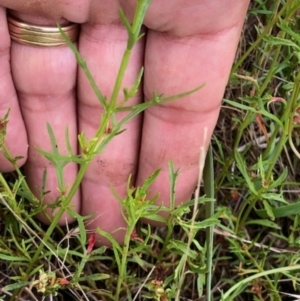 Haloragis heterophylla at Oakey Hill - 9 Jan 2024