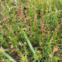 Haloragis heterophylla at Oakey Hill - 9 Jan 2024