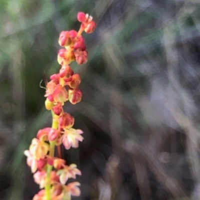 Gonocarpus tetragynus (Common Raspwort) at Lyons, ACT - 10 Jan 2024 by GregC