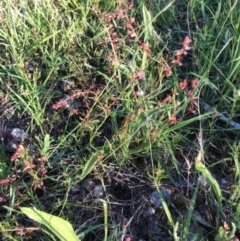 Gonocarpus tetragynus at Oakey Hill - 10 Jan 2024