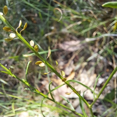 Lepidium africanum (Common Peppercress) at Watson, ACT - 27 Jan 2024 by abread111