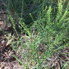 Lepidium africanum at Justice Robert Hope Reserve (JRH) - 27 Jan 2024 11:03 AM