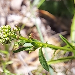 Lepidium africanum at Justice Robert Hope Reserve (JRH) - 27 Jan 2024 11:03 AM