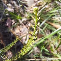 Lepidium africanum at Justice Robert Hope Reserve (JRH) - 27 Jan 2024 11:03 AM