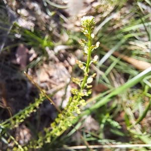 Lepidium africanum at Justice Robert Hope Reserve (JRH) - 27 Jan 2024 11:03 AM