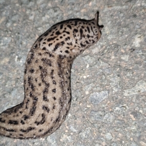 Limax maximus at Palmerston, ACT - 30 Jan 2024