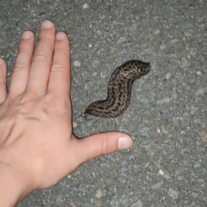 Limax maximus at Palmerston, ACT - 30 Jan 2024