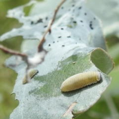 Paropsisterna m-fuscum (Eucalyptus Leaf Beetle) at Lake Burley Griffin West - 30 Jan 2024 by HelenCross