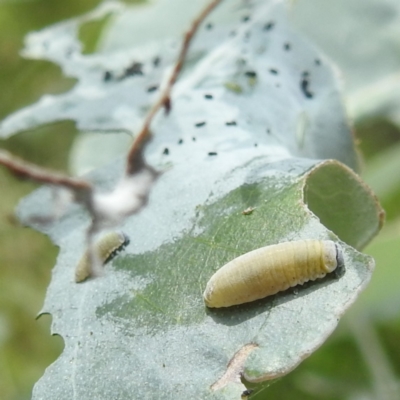 Paropsisterna m-fuscum (Eucalyptus Leaf Beetle) at Black Mountain Peninsula (PEN) - 30 Jan 2024 by HelenCross