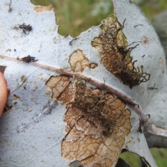 Hypertrophidae sp. (family) at Black Mountain Peninsula (PEN) - 30 Jan 2024