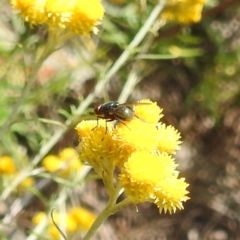 Diptera (order) (Fly - Unidentified) at McQuoids Hill NR (MCQ) - 30 Jan 2024 by HelenCross