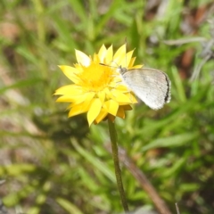 Zizina otis (Common Grass-Blue) at Kambah, ACT - 30 Jan 2024 by HelenCross