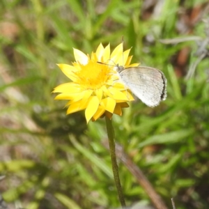 Zizina otis at McQuoids Hill NR (MCQ) - 30 Jan 2024 11:18 AM