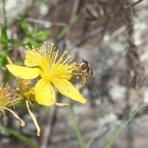 Syrphini sp. (tribe) at McQuoids Hill NR (MCQ) - 30 Jan 2024