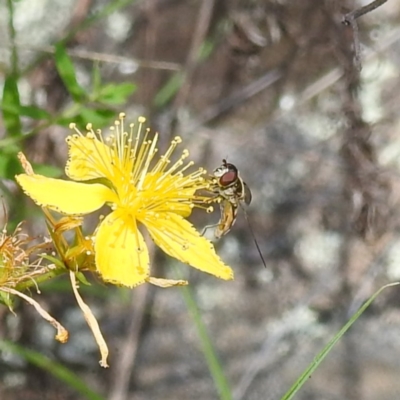 Syrphini sp. (tribe) (Unidentified syrphine hover fly) at McQuoids Hill - 30 Jan 2024 by HelenCross